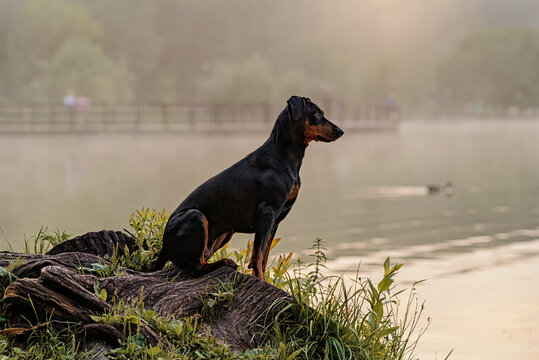 A German Pinscher dog, black and tan, sits on the shore, on a picturesque stump, against the backdrop of a foggy landscape