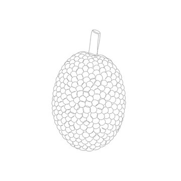 Line Drawing of a Cempedak Fruit