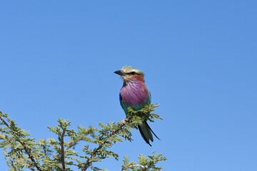 Gabelracke (Coracias caudatus) im Etoscha Nationalpark in Namibia