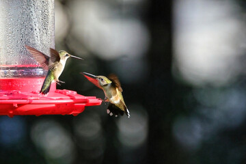 hummingbirds fighting at feeding on feeder © Mark