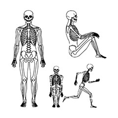 Illustrations of four human skeletons in various poses against a white background. One stands upright