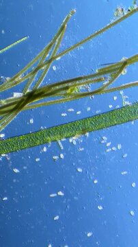 Oscillatoria and Cladophora under the Microscope at 100x Magnification