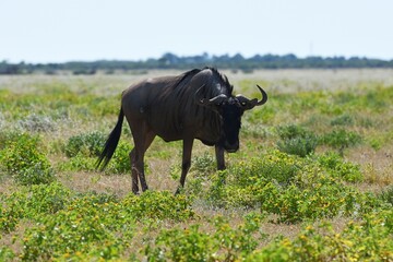 Streifengnu (connochaetes taurinus) im Etoscha Nationalpark in Namibia.