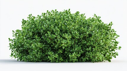 Obraz premium a healthy dense boxwood shrub with small rounded leaves isolated on transparent background