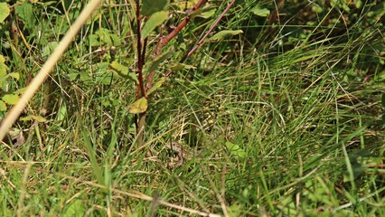 Waldeidechse (Zootoca vivipara) im Naturschutzgebiet Neuer Hagen im Sauerland