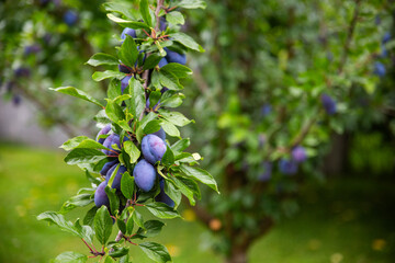 Branch of Ripe Blue Plums Growing on a Tree in Orchard
