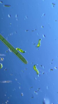 Oscillatoria and Euglenids under the Microscope at 100x Magnification