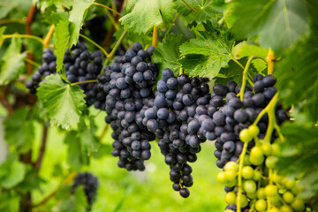 Clusters of Ripe Purple Grapes Hanging on a Vine in a Vineyard