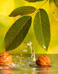Water droplets on walnuts, leaves