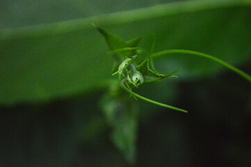 Fresh Green leaves close up photo with green blur leaves texture details