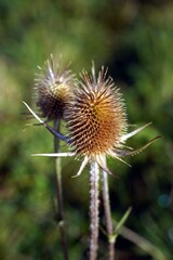 lonely and dry. lonely prickly dried flower stands slenderly on a green background