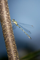 Detailaufnahme einer grünlichen Libelle, die an einem rauen, braunen Zweig vor einem verschwommenen blauen Hintergrund sitzt