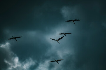 Flock of birds flying in the sky