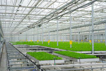 Green seedlings or crops are grown in rows within a modern, indoor greenhouse. Metal support beams and pipes run throughout the building, providing structure and lighting