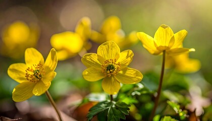Obraz premium Bright yellow flowers blooming in a lush green forest