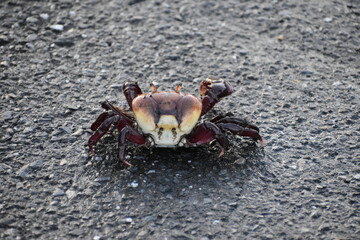 An Atlantic Mangrove Ghost Crab Scientifically Known as Ucides cordatus, in the Wild in a Wetland Area in Bejucal, Trinidad and Tobago.
