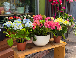 Hydrangea flowers in pots at a store. Urban gardening, retail decoration, and seasonal plant beauty.