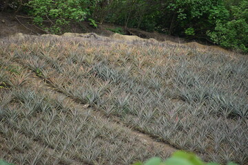 A view of a pineapple field in Rio Claro, Trinidad, showing rows of spiky green plants growing in a tropical agricultural landscape. 