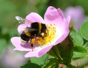 Bumblebee pollinating a pink flower in a garden