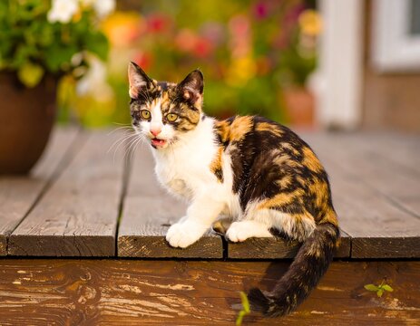 Calico cat sitting on wooden deck in garden