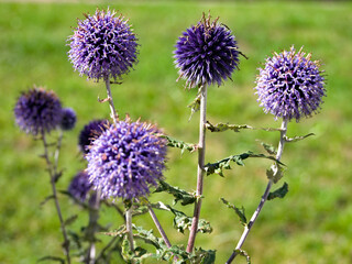 Balkan-Kugeldistel (Echinops bannaticus Rochel ex Schrad.) ,Gattung Echinops, Familie Asteraceae