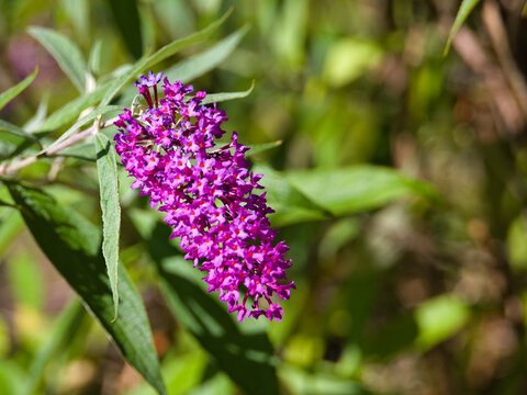 Japanischer Sommerflieder (Buddleja japonica Hemsl.), 
Gattung Buddleja, Familie Scrophulariaceae