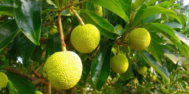 Vibrant breadfruit hanging on the tree, showing its unique texture and vivid color.