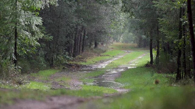 Light rain with rays of sunshine in a forest alley with puddles of water. Sologne, Loiret 45, r&eacute;gion Centre Val de Loire, France, European Union, Europe