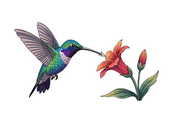 Colorful hummingbird in mid-flight with a minimalist background for illustration concept