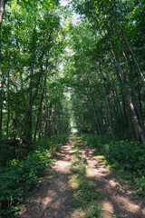 Montain forest in the summer