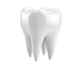 Single Molar Tooth Model Close-up for Dental Health Education