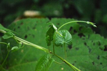 Close-up of a vibrant green plant stem and leaf in nature