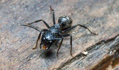 ant on the ground