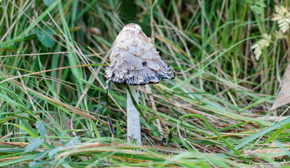 butterfly on a grass