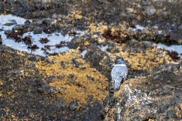Belted Kingfisher, Megaceryle alcyon, perched in the rocks along the Oregon coast in Depoe Bay.