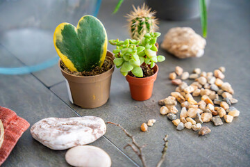 Close up view of natural materials and decorative elements prepared for creating a closed terrarium or glass ecosystem. Concept of DIY plant design, eco-conscious living and creative home projects.