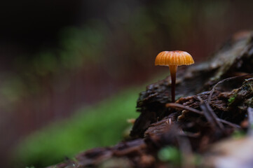 Close-up of a small forest mushroom.