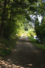 Fototapeta premium road in the woods