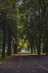 Naklejka premium park