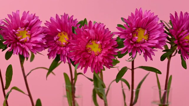 beautiful asters close-up