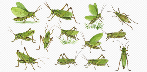 A collection of detailed green grasshopper illustrations in various dynamic poses, including standing, jumping, and flying, on a transparent background. © studio