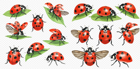 A collection of illustrated red ladybugs in various poses, including standing, crawling on leaves, and flying with open wings. © studio