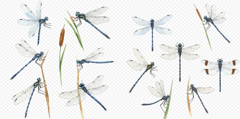 A watercolor illustration set of blue dragonflies in various poses, flying and resting on cattail reeds against a transparent background. © studio
