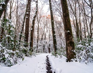 Fototapeta premium Snowy forest path (2)