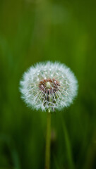 Obraz premium Closeup of a dandelion seed head with delicate white fluff against a blurred green background, symbolizing nature and new beginnings