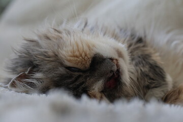 calico and white cat outdoors with green plants garden fur longhair
