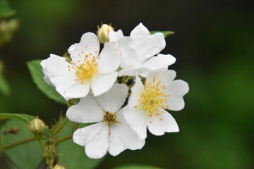 apple tree blossom