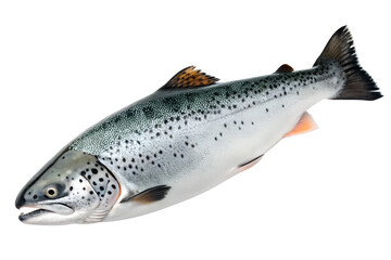 Obraz premium Fresh atlantic salmon fish isolated on white background