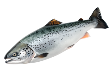 Fresh atlantic salmon fish isolated on white background
