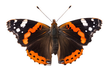 Naklejka premium Red admiral butterfly isolated on white background